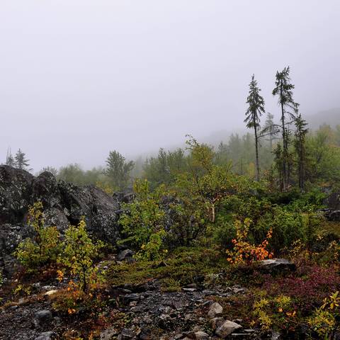polar landscape