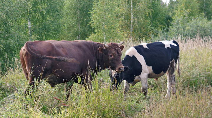 Разборки.