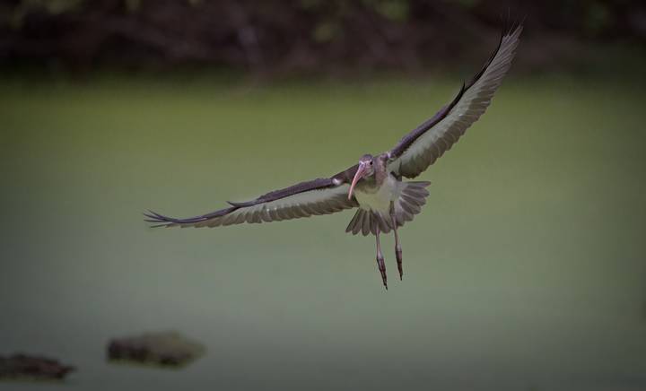 WHITE IBIS ,  белая цапля 