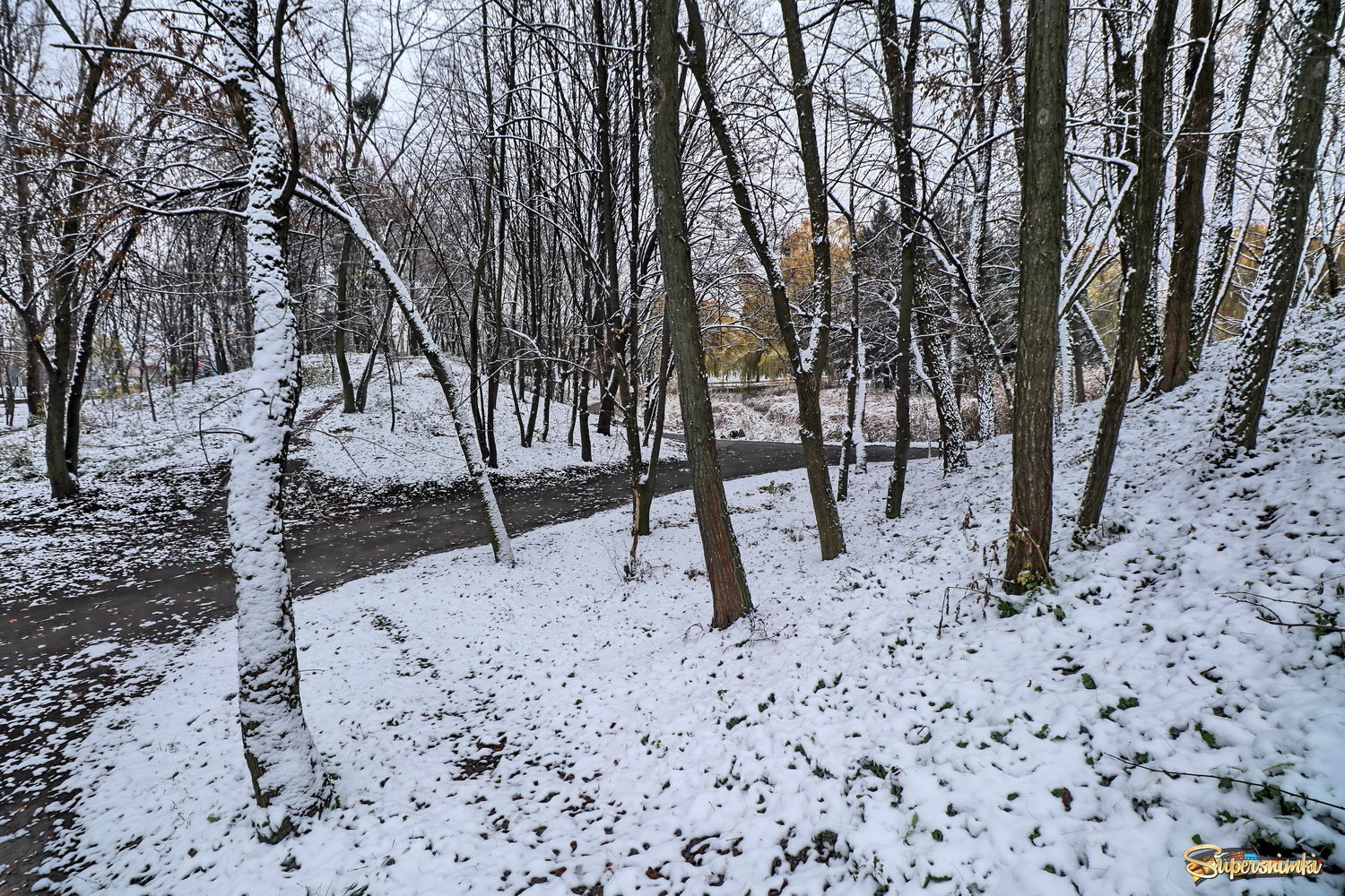  Зима в лесу.