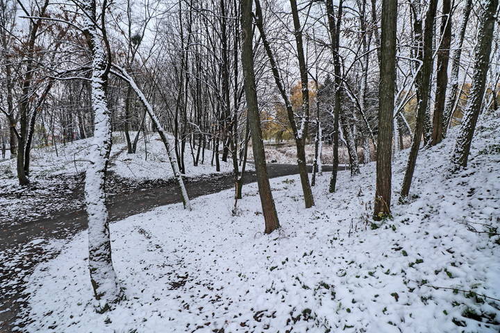  Зима в лесу.
