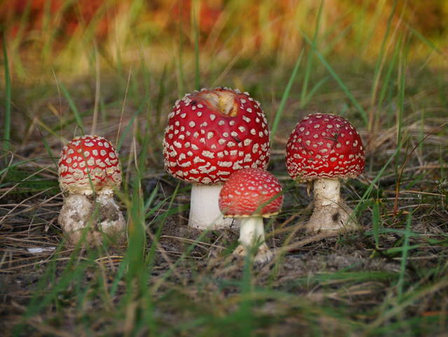Семья 