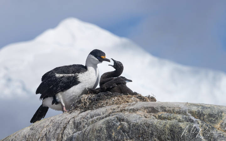 Antarctic