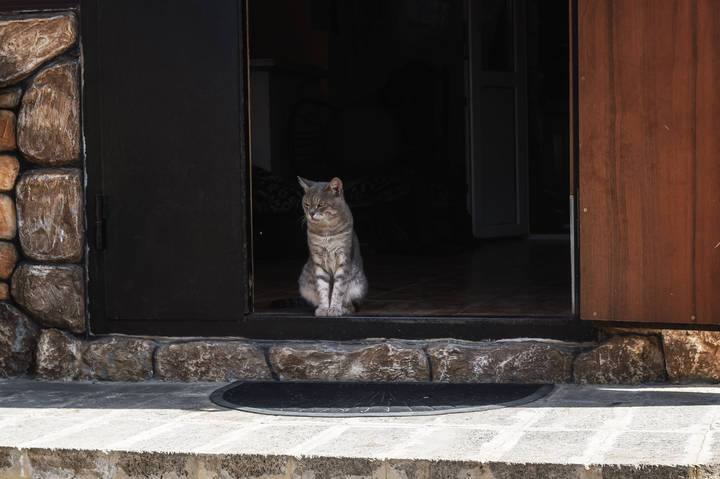 Суровый Дербентский кот