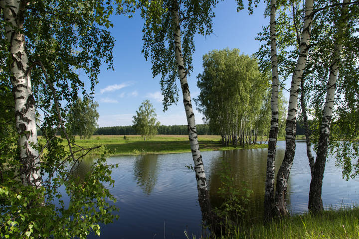 Березки.