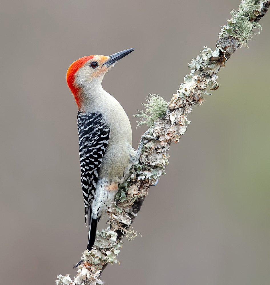 Red-bellied Woodpecker, male - Каролинский меланерпес