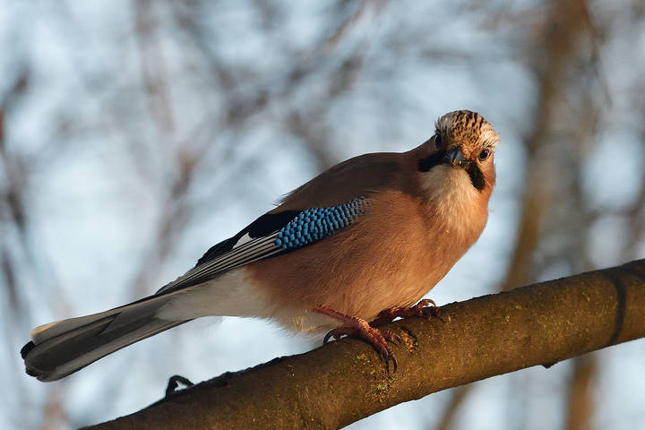 Jay..