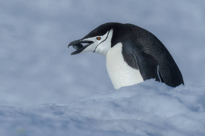 To Antarctica in a Sail Boat