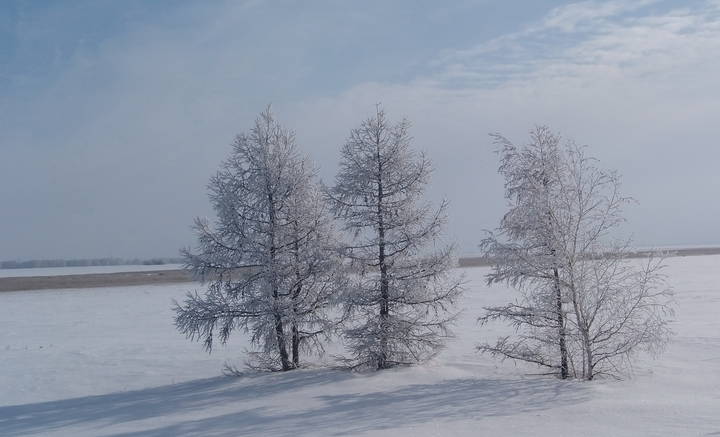Лиственницы февраля.