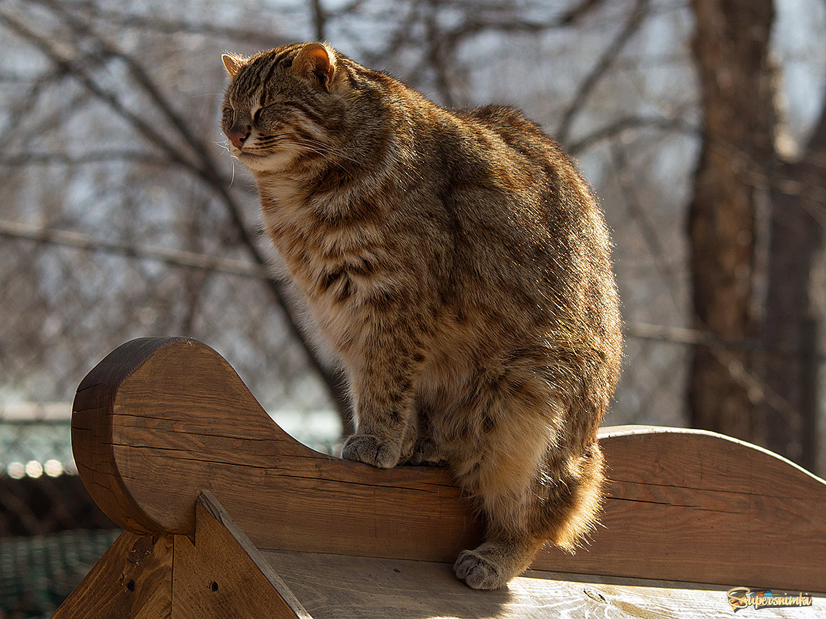 Лесной кот.Приморский сафари парк.