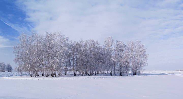Колок в инее.