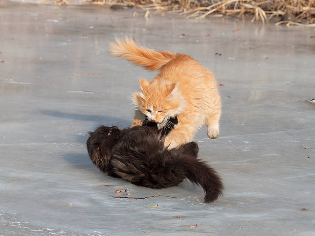 Хоккей.Силовая борьба на льду.)