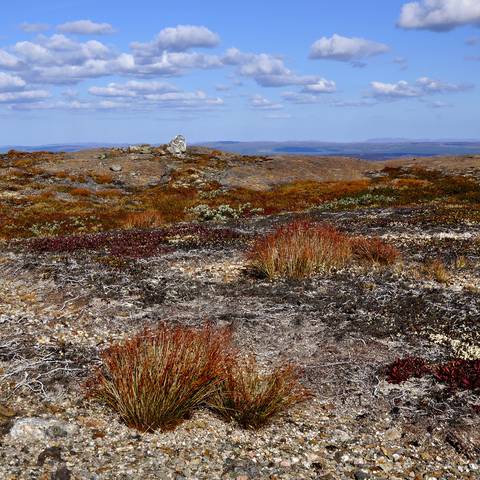 polar landscape Мончетундра