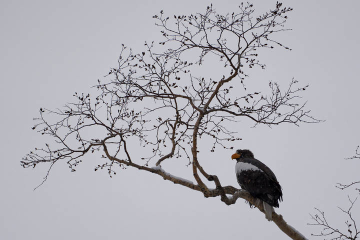 Белоплечий орлан (Haliaeetus pelagicus)