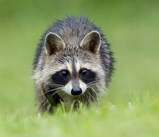 Енот-полоскун -Raccoon