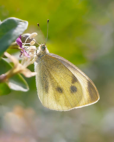 Pieris