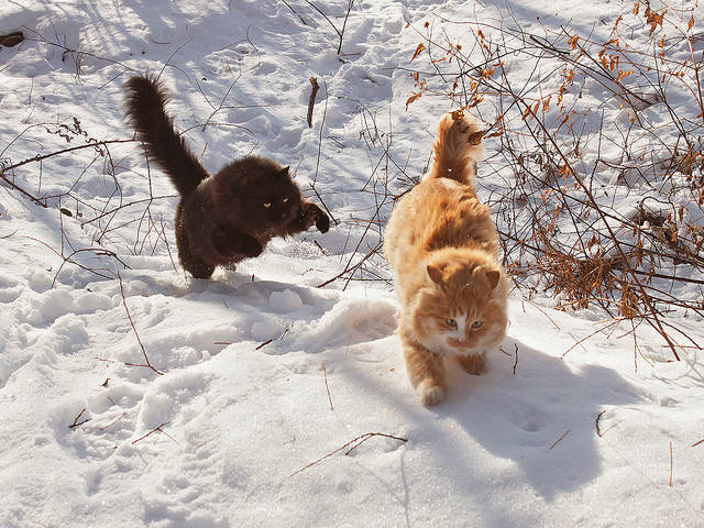 Мои веселые коты... )