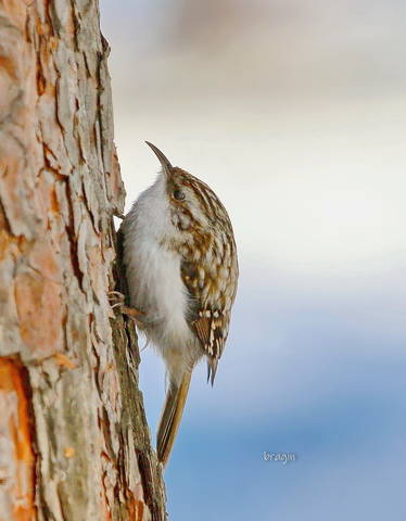Пищуха ( лат. Certhia famillaris )