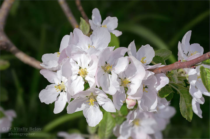 Нежное соцветие яблони