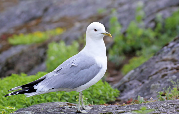 Сизая чайка. Larus canus.