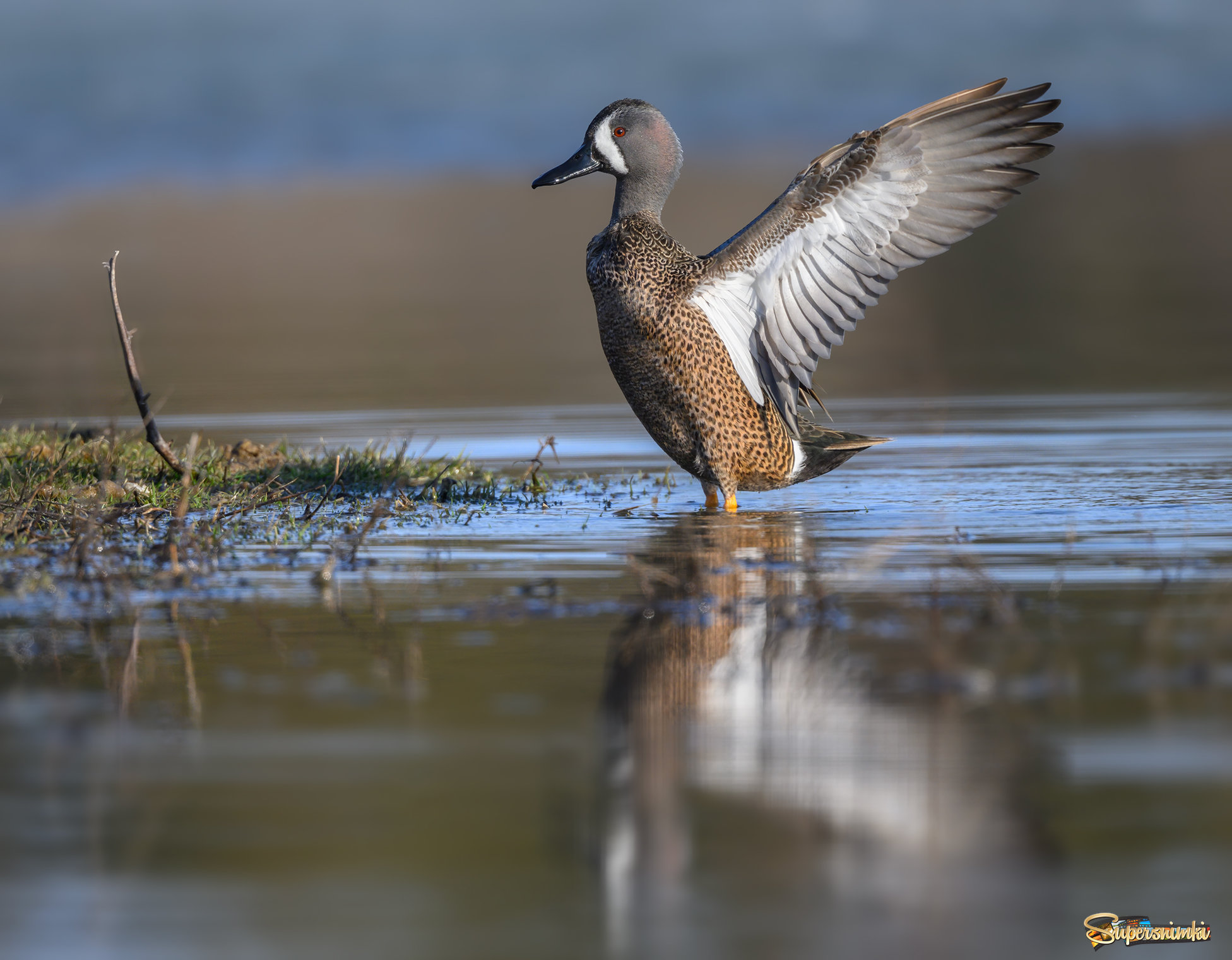 Blue-winged teal(m)