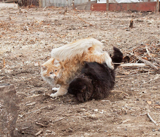 КОТовасия в исполнении Рыжика и Черныша..)
