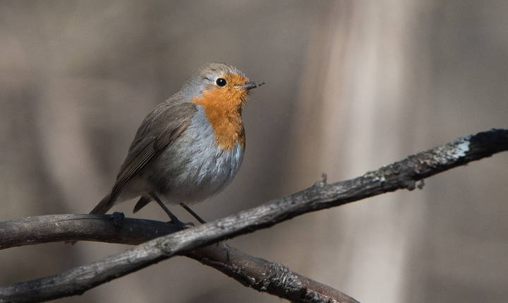 Зарянка.