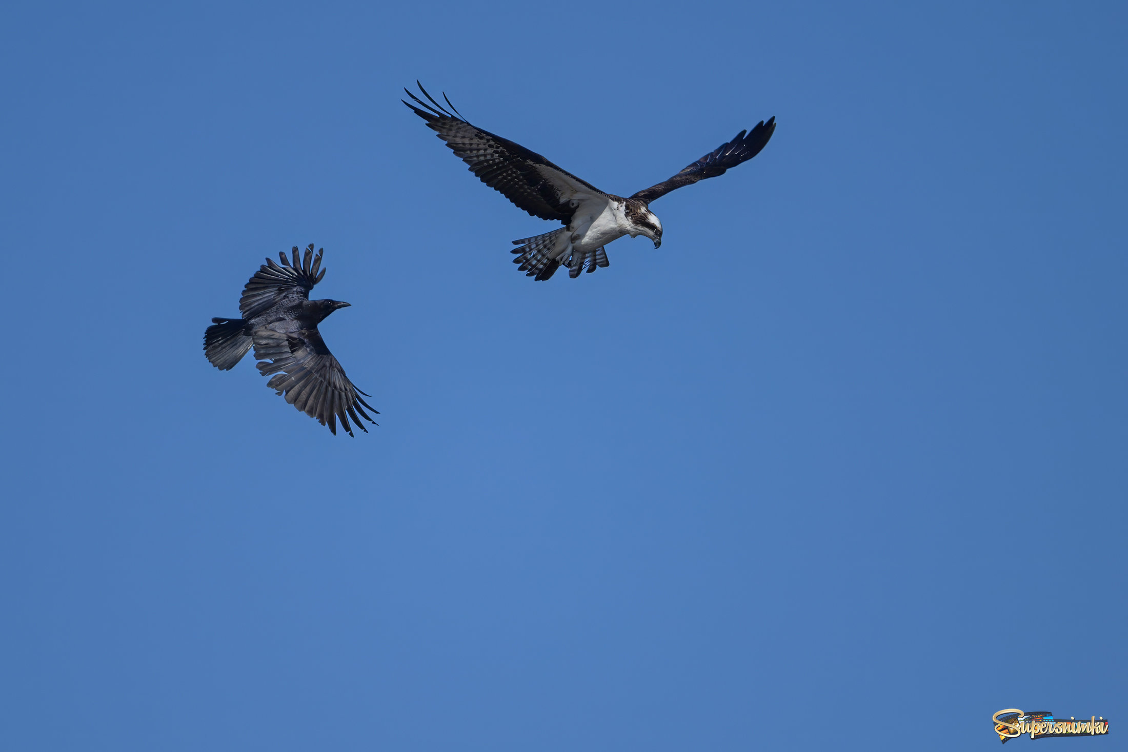 Osprey vs. American crow