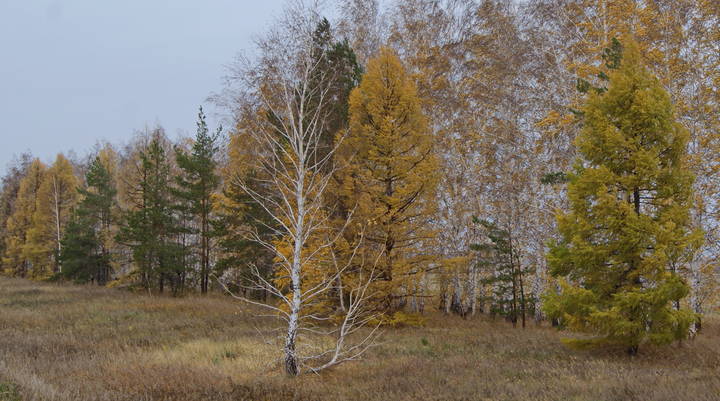 Осенние лиственницы.