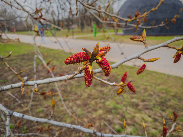 Тополь.
