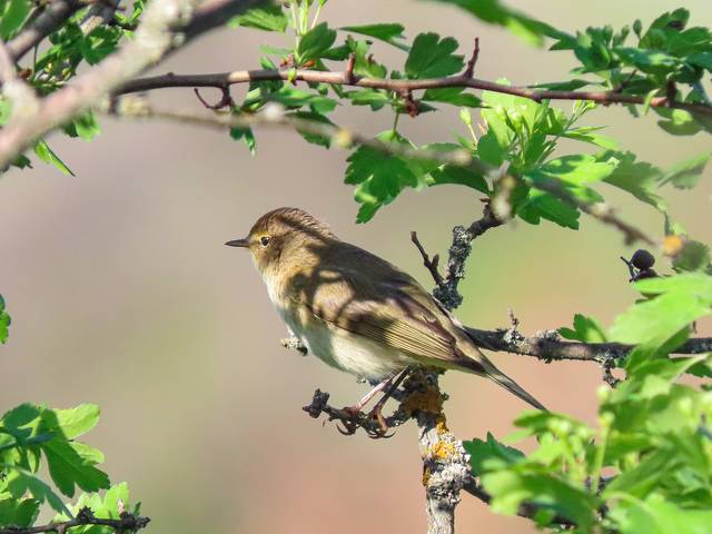 Пеночка-теньковка — Phylloscopus collybita