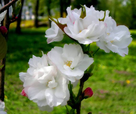 Сакура