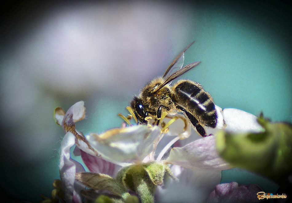 Весенняя пчёлка