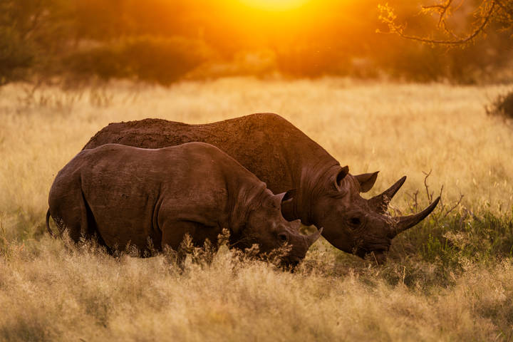 Носороги на закате