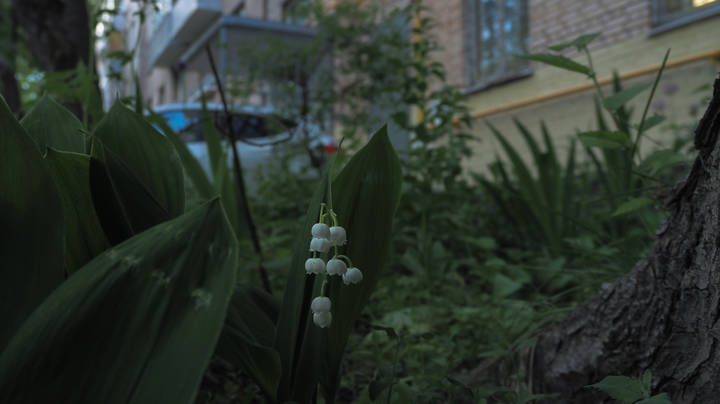 Природа в Городе