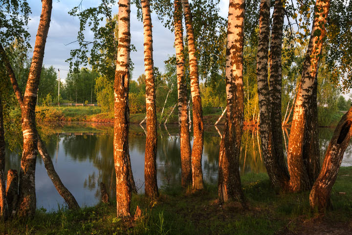 Березки.