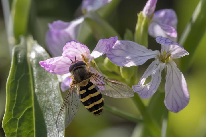 Журчалка оса Chrysotoxum cautum