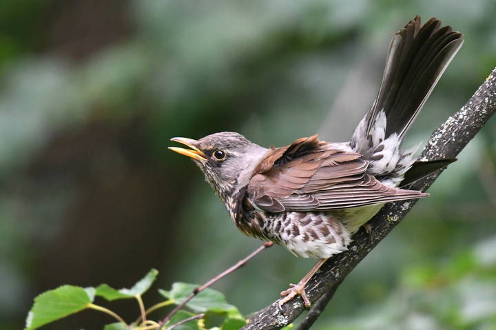 The Mountain ash thrush..