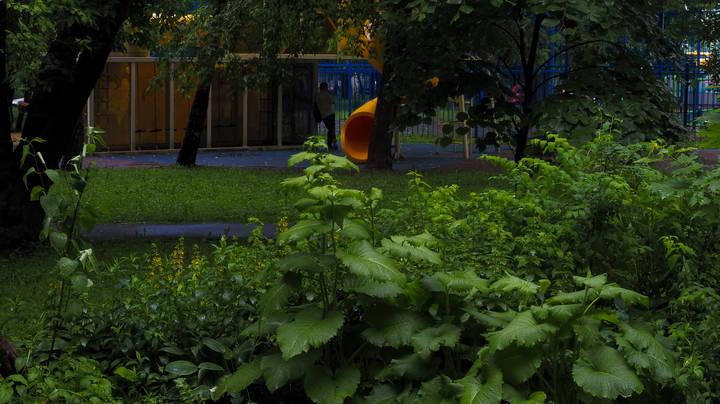 Природа в Городе
