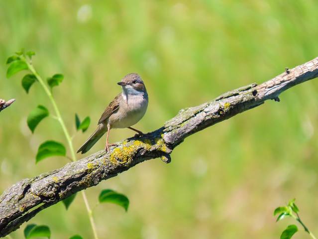 Серая славка (Sylvia communis)