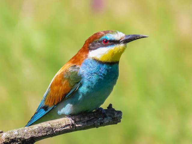  Золотистая щурка (Merops apiaster)