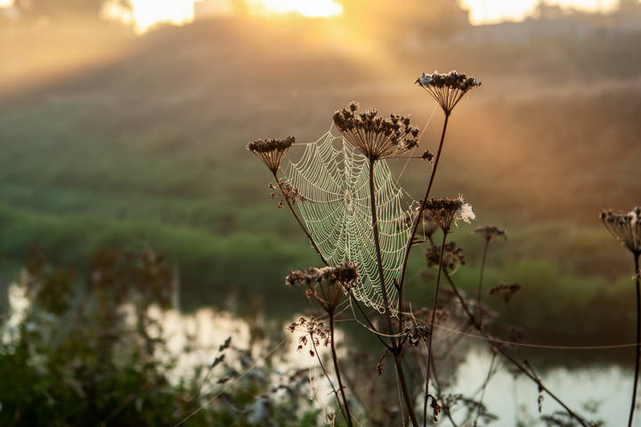 Августовское утро