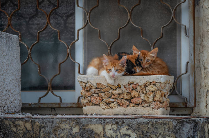 Кошкин дом