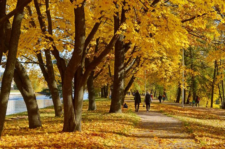 В осеннем парке....
