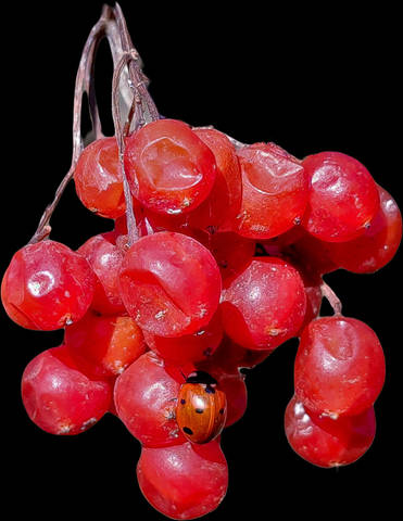 Калинка и Коровка