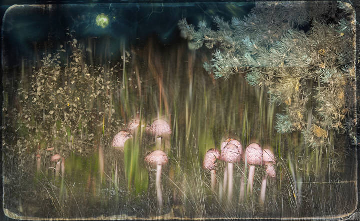 Coprinus comatus (Навозники)