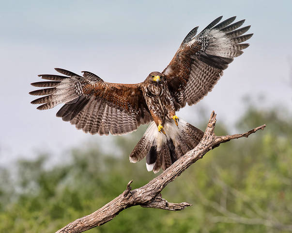 Пустынный канюк - Harris's Hawk