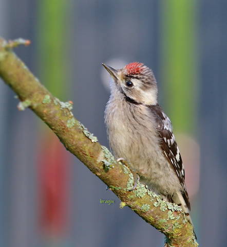 Dendrocopos  minor