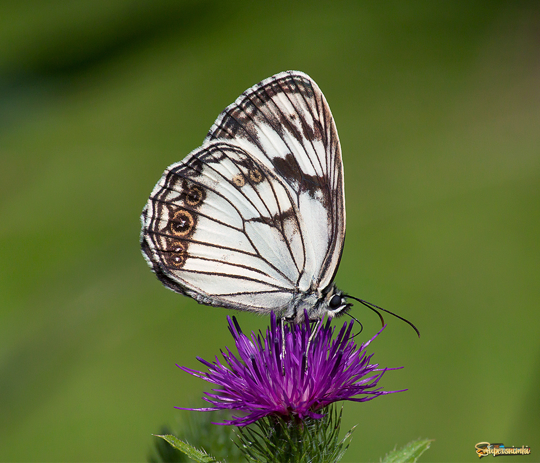 Бабочка Меланагрия.