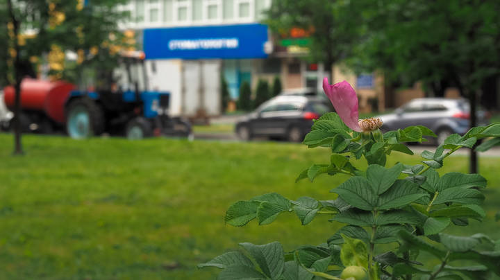 Природа в Городе